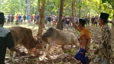 Tradisi adu sapi oleh petani Masalembu, Sumenep, di musim kemarau./tugu jatim