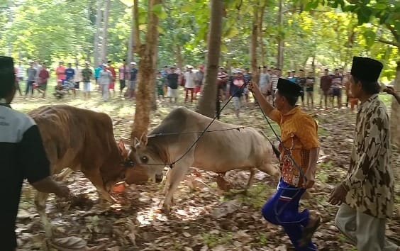 Tradisi adu sapi oleh petani Masalembu, Sumenep, di musim kemarau./tugu jatim