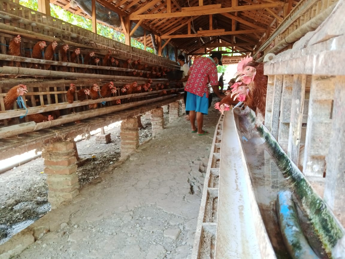 Para narapidana tampak merawat ayam di kandang.(Foto: Mochamad Abdurrochim/Tugu Jatim)