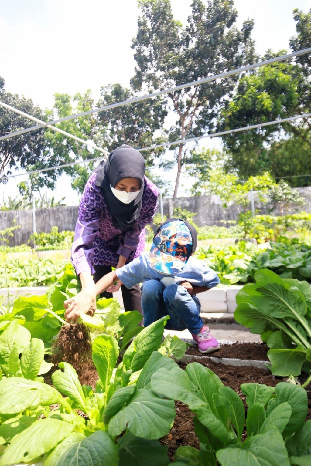 Bunda Fey tampak fokus memanen sayuran di RPH Kediri pada Jumat (22/10/2021).(Foto: Dokumen/Tugu Jatim)