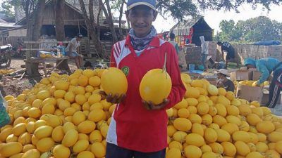 Suntari, petani asal Desa Karangasem, Kecamatan Jenu, Kabupaten Tuban, yang sukses membudidayakan melon varietas golden Alisha. (Foto: Mochamad Abdurrochim/Tugu Jatim)