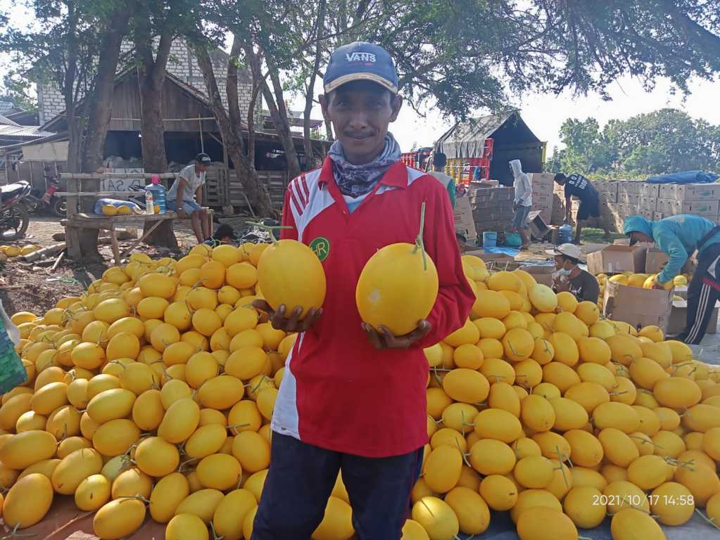 Suntari, petani asal Desa Karangasem, Kecamatan Jenu, Kabupaten Tuban, yang sukses membudidayakan melon varietas golden Alisha. (Foto: Mochamad Abdurrochim/Tugu Jatim)