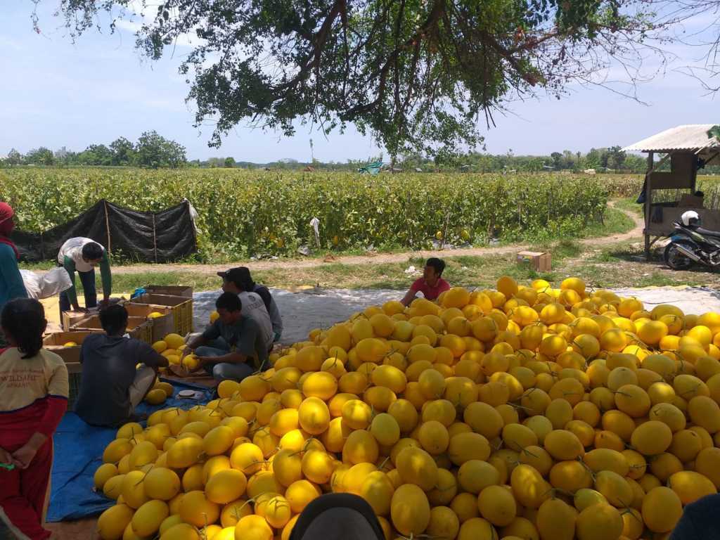 Hasil budi daya melon golden Alisha di Tuban. (Foto: Mochamad Abdurrochim/Tugu Jatim)