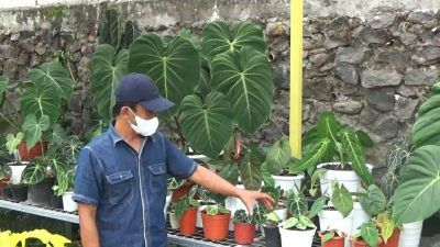 Ketua Jaringan Petani Nasional Kota Batu Juni Purnomo tengah menunjukkan stok tanaman hiasnya. (Foto: M. Ulul Azmy/Tugu Malang/Tugu Jatim)