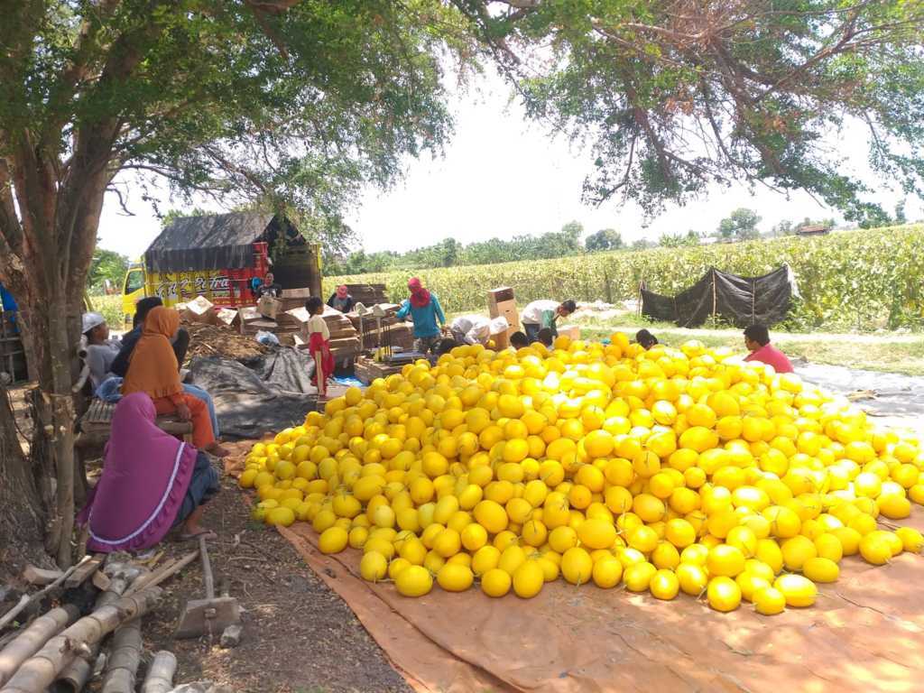 Hasil panen melon golden Alisha. (Foto: Mochamad Abdurrochim/Tugu Jatim)