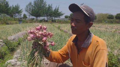 Taufik, salah satu petani bawang merah asal Desa Ngino, Kecamatan Semanding, Kabupaten Tuban memperlihatkan hasil panen bawang merah varietas tajuk. (Foto: Moch Abdurrochim/Tugu Jatim)