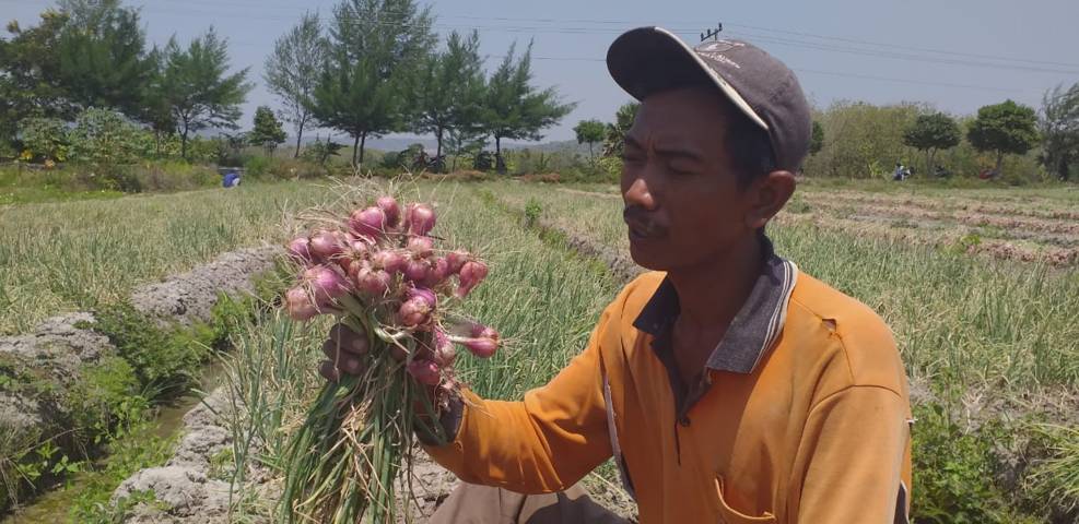Taufik, salah satu petani bawang merah asal Desa Ngino, Kecamatan Semanding, Kabupaten Tuban memperlihatkan hasil panen bawang merah varietas tajuk. (Foto: Moch Abdurrochim/Tugu Jatim)