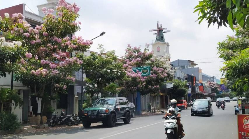 Salah satu spot cantik berhias mekarnya bunga pohon tabebuya di Jalan Diponegoro Kota Batu. Makin cantik dengan latar belakang kincir angin khas Belanda. (Foto: M Ulul Azmy/Tugu Malang/Tugu Jatim)
