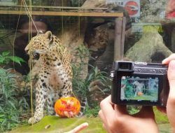 Ketika Macan Tutul Jawa di Batu Secret Zoo Ikut Rayakan Halloween