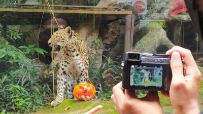 Macan Tutul Jawa (Panthera pardus melas), salah satu koleksi satwa kucing besar di Batu Secret Zoo tengah penasaran dengan makanannya yang dibungkus labu khas Halloween. (Foto: M Ulul Azmy/Tugu Malang/Tugu Jatim)