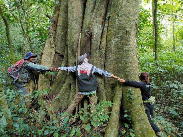Salah satu pohon dengan diameter 2 meter lebih di Hutan Lindung Ngantang, Kabupaten Malang. (Foto: Dokumen/Profauna Indonesia) tugu jatim