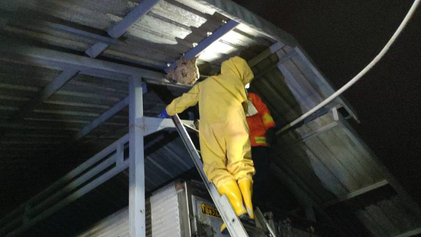 Proses evakuasi sarang lebah oleh petugas Damkar Kota Batu. (Foto: DPKP Kota Batu) tugu jatim