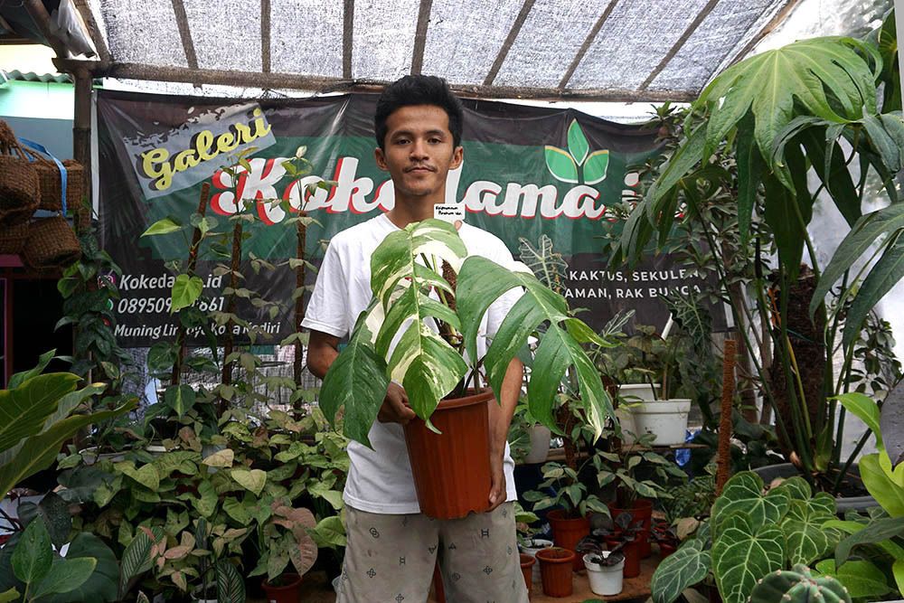 Gigih Mahayudin, pengusaha tanaman hias asal Kota Kediri saat berada di Galeri Kokedama.id, Jumat (05/11/2021). (Foto: Dokumen/Tugu Jatim)