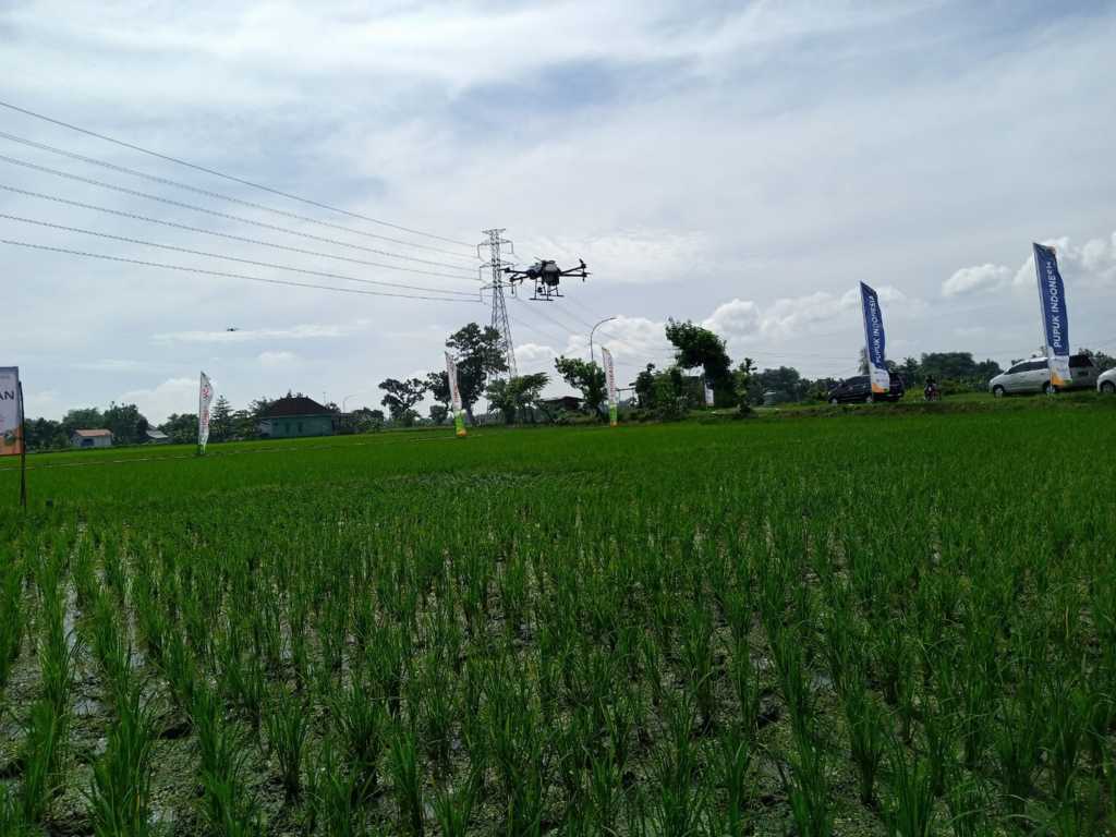 Drone pertanian saat menyemprotkan pupuk cair organik ponska oca di satu hektare sawah milik warga Desa Bandungrejo, Kecamatan Plumpang, Kabupaten Tuban. (Foto: Mochamad Abdurrochim/Tugu Jatim)