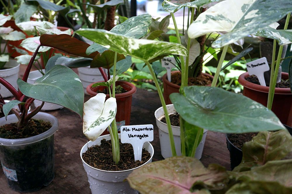 Tanaman hias milik Gigih Mahayudin, pengusaha tanaman hias asal Kota Kediri. (Foto: Dokumen/Tugu Jatim)