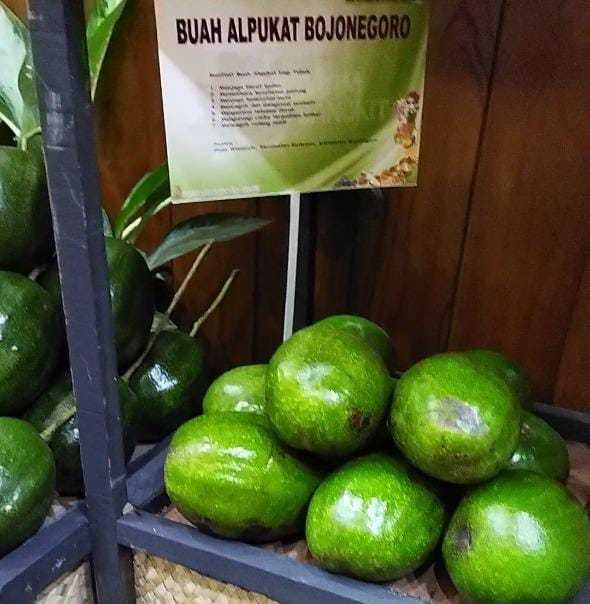 Mengenal Alpukat Wina dari Bojonegoro, Punya Daging Tebal dan Rasanya Manis 2 Alpukat Wina yang dipamerkan saat pertemuan dengan Gubernur Jatim Khofifah Indar Parawansa dengan Konsulat Jenderal Jepang dan konsulat Jenderal Australia. (Foto: Istimewa)