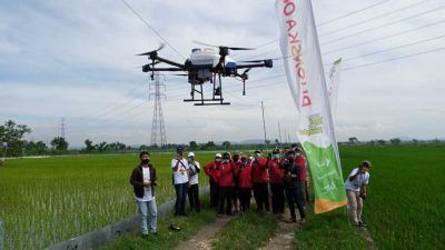 PT Pupuk Indonesia menggandeng Todaytech untuk menyemprotkan pupuk cair di lahan persawahan para petani di Kabupaten Tuban, Rabu (17/11/2021). (Foto: Mochamad Abdurrochim/Tugu Jatim)