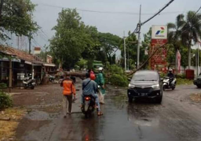 Peristiwa pohon tumbang di depan pom bensin jalan Winongan memutuskan kabel PLN (Foto: Dokumen/Satpol PP Kabupaten Pasuruan) tugu jatim