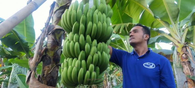 Petani Pisang Cavendish di Pasuruan Raih Omzet Ratusan Juta Rupiah 1 Petani pisang cavendish asal Pasuruan yang beromzet ratusan juta