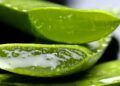 Lidah buaya terpotong, Manfaat lidah buaya bisa digunakan untuk menurunkan berat badan. (Foto: Pixabay)