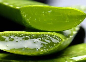 Lidah buaya terpotong, Manfaat lidah buaya bisa digunakan untuk menurunkan berat badan. (Foto: Pixabay)
