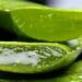 Lidah buaya terpotong, Manfaat lidah buaya bisa digunakan untuk menurunkan berat badan. (Foto: Pixabay)