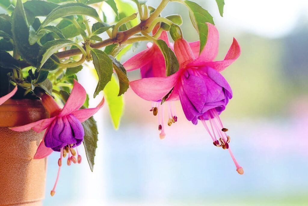 Fuchsia adalah jenis tanaman berbunga yang bisa tumbuh sepanjang tahun. Tanaman ini membutuhkan banyak air, jadi sangat cocok jika ditanam saat musim hujan.