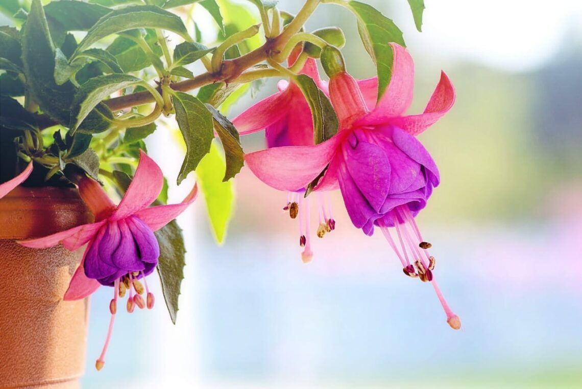 Fuchsia adalah jenis tanaman berbunga yang bisa tumbuh sepanjang tahun. Tanaman ini membutuhkan banyak air, jadi sangat cocok jika ditanam saat musim hujan.