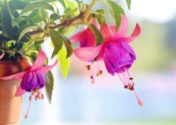 Fuchsia adalah jenis tanaman berbunga yang bisa tumbuh sepanjang tahun. Tanaman ini membutuhkan banyak air, jadi sangat cocok jika ditanam saat musim hujan.