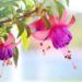 Fuchsia adalah jenis tanaman berbunga yang bisa tumbuh sepanjang tahun. Tanaman ini membutuhkan banyak air, jadi sangat cocok jika ditanam saat musim hujan.
