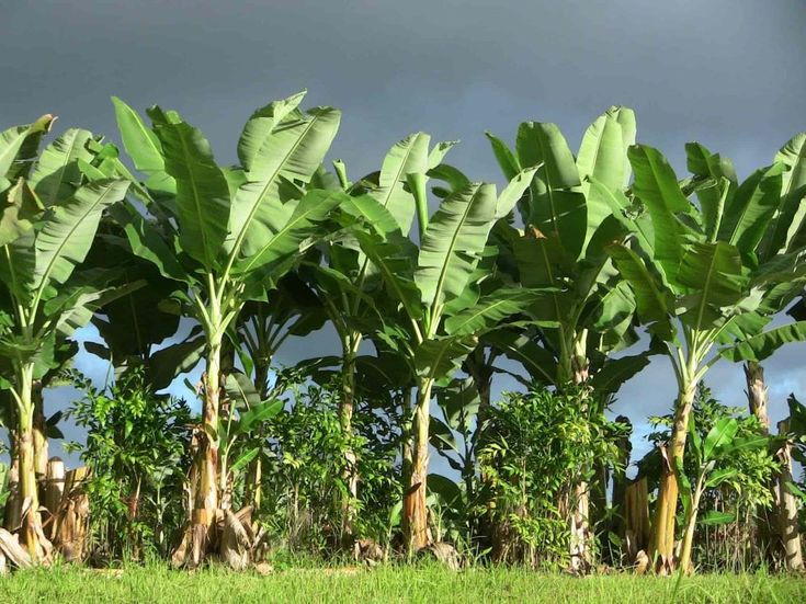 Kebun pisang