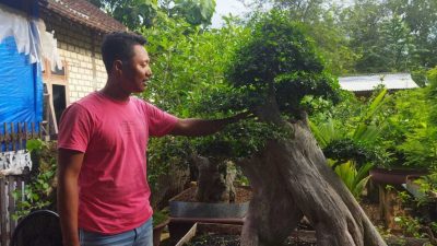 Kisah Abdul Basith, Pengusaha Bonsai asal Tuban yang Sukses Hasilkan Omzet Puluhan Juta Rupiah