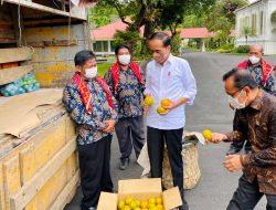 Minta Jalan Diperbaiki, Warga Karo Sumatera Utara Bawakan Jokowi 3 Ton Jeruk