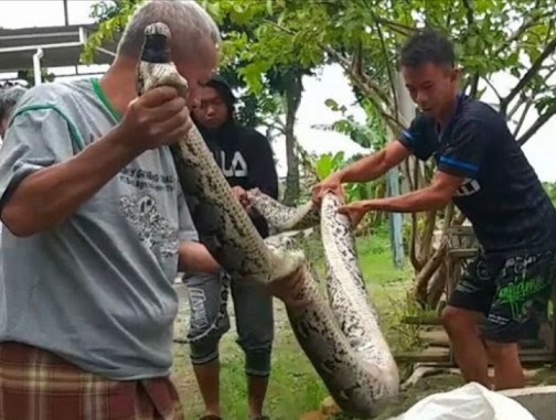 Warga Pasuruan menangkap ular piton sepanjang 4 meter di kandang ayam, Sabtu (1/1/2022)