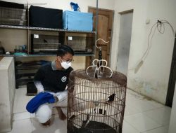 Bisnis Ternak Burung Murai, Siswa SMP di Kota Batu Sukses Raup Omzet Puluhan Juta Rupiah