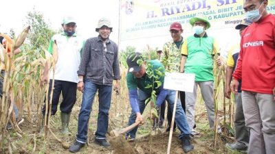 Wakil Bupati Tuban, H Riyadi, dalam kegiatan tanam bibit jeruk di desa Maindu, Kecamatan Montong, Minggu (09/01/2022).