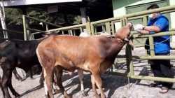 Petugas memeriksa kondisi sapi betina milik salah satu peternak di Kabupaten Pasuruan.