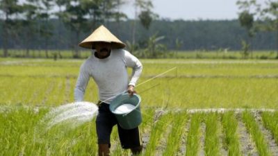 Ilustrasi petani di Kabupaten Pasuruan kesulitan dapat pupuk subsidi.