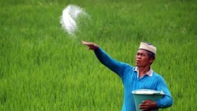 Kelangkaan pupuk subsidi. (Foto: Kominfo Kabupaten Pasuruan/Tugu Jatim)