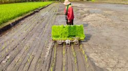 Mesin tanam padi otomatis hasil inovasi petani Pasuruan, Muhammad Zainul Alim.