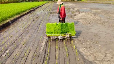 Mesin tanam padi otomatis hasil inovasi petani Pasuruan, Muhammad Zainul Alim.