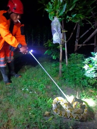 Tim Reaksi Cepat (TRC) Badan Penanggulangan Bencana Daerah (BPBD) Tuban melakukan evakuasi ular piton sepanjang 3,5 meter di belakang rumah warga Desa Kembangbilo, Kecamatan Tuban.