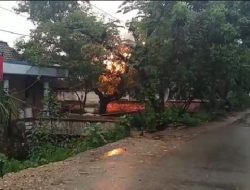 Petir Sambar 3 Kabel PLN Tambakboyo Tuban, Pepohonan Ikut Terbakar