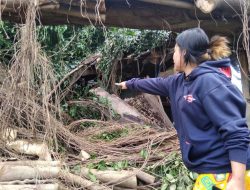 Hujan Deras dan Angin Kencang, 9 Kios Pedagang di Kediri Hancur Tertimpa Pohon