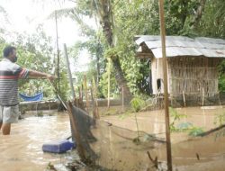 Akibat Banjir Bandang di Kediri, 2.000 Ikan Gurami Hanyut hingga 50 Hektare Sawah Terendam Air