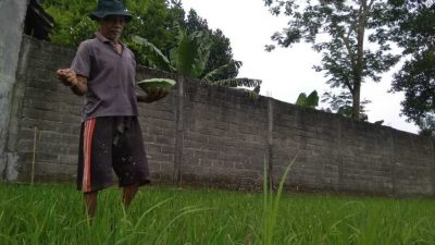 Kelangkaan pupuk subsidi. (Foto: Pipit Syahrodin/Tugu Jatim)