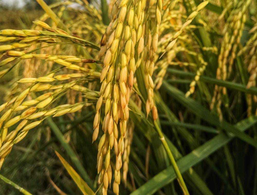 Tanaman padi. (Foto: Pexels/Tugu Jatim)