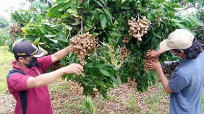 Petani buah klengkeng Tuban membuang yang masih kecil agar hasilnya bisa maksimal dan super.