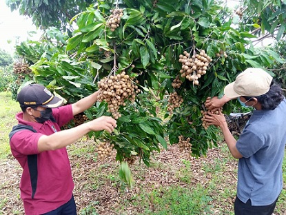 Petani buah klengkeng Tuban membuang yang masih kecil agar hasilnya bisa maksimal dan super.