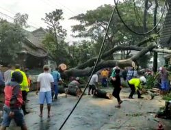 Angin Kencang Tumbangkan 17 Pohon dan Rusak 13 Rumah di Malang